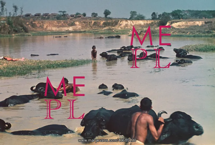 : Buffalo bath - Rangoon : Buffalo bath - Rangoon