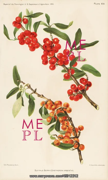 : Buffalo berry, Shepherdia argentia : Buffalo berry, Shepherdia argentia