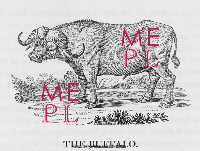 : BUFFALO (BEWICK) : BUFFALO (BEWICK)