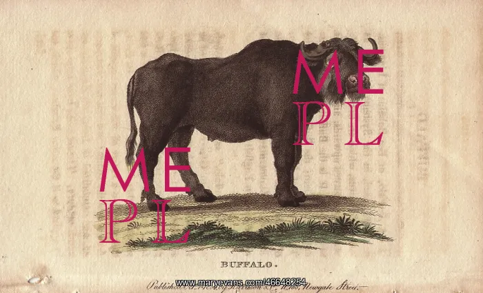 : Buffalo, Bos bubalus : Buffalo, Bos bubalus
