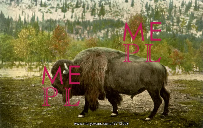  : Buffalo Bull