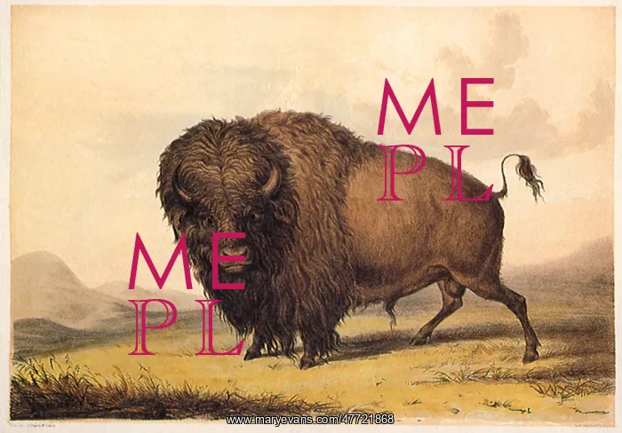  : Buffalo Bull