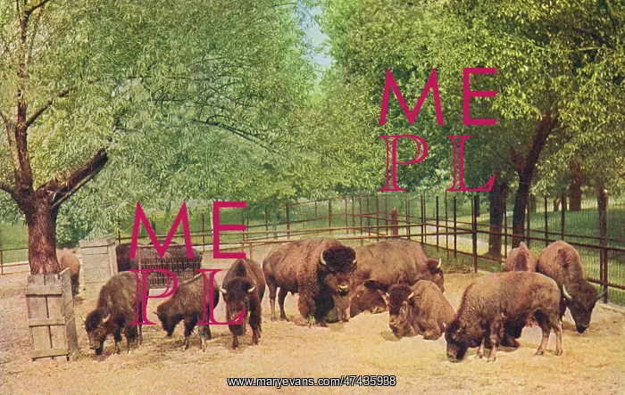 : BUFFALO IN CHICAGO : BUFFALO IN CHICAGO