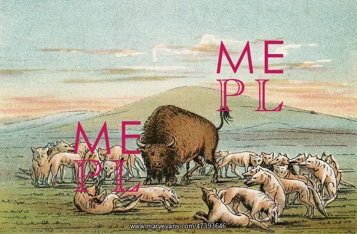  : BUFFALO & COYOTES - 2