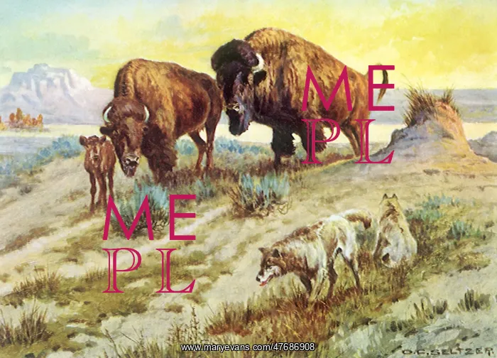  : Buffalo Family