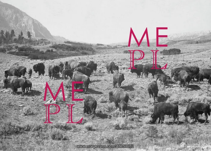 : Buffalo herd in the Yellowstone National Park, 1908 : Buffalo herd in the Yellowstone National Park, 1908