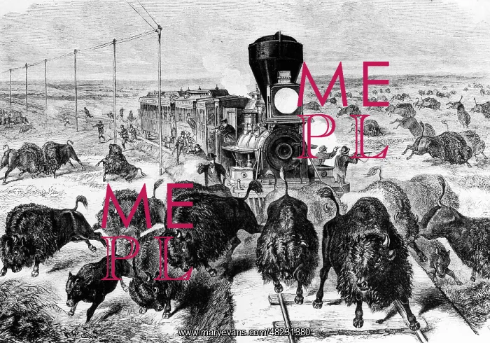 : Buffalo hunt in America, circa 1872 : Buffalo hunt in America, circa 1872