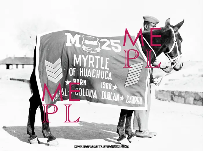 : Buffalo Soldier Pack Mule, Myrtle : Buffalo Soldier Pack Mule, Myrtle