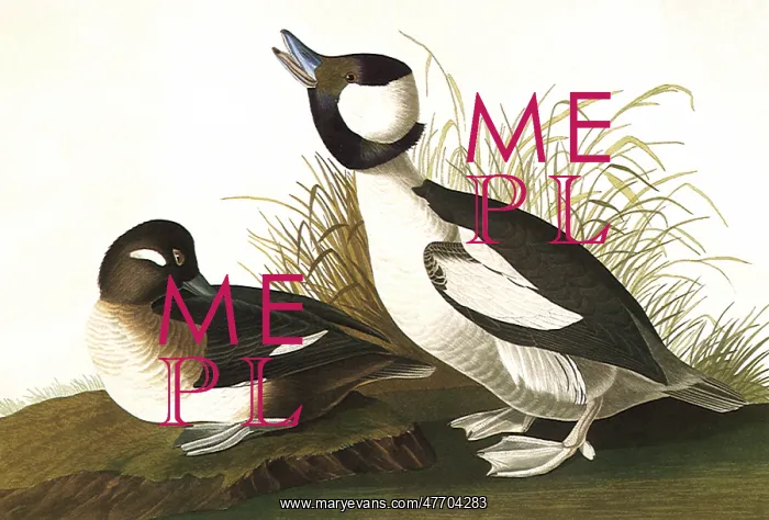  : Buffel-Headed Ducks