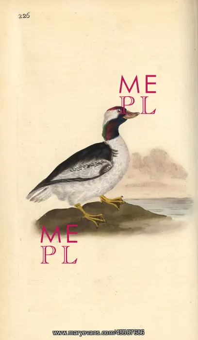 : Bufflehead, Bucephala albeola : Bufflehead, Bucephala albeola