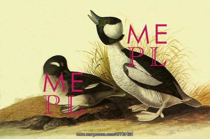  : Bufflehead, Bucephala albeola
