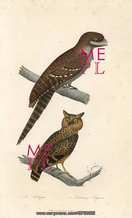 : Buffy fish owl and Papuan frogmouth : Buffy fish owl and Papuan frogmouth