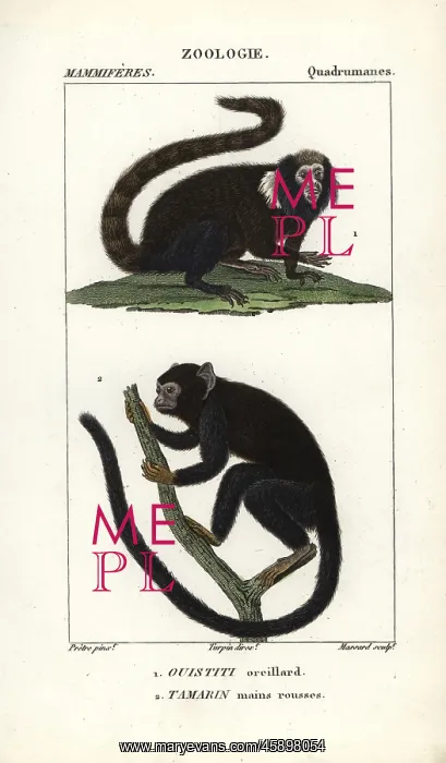 : Buffy-tufted marmoset, Callithrix aurita (vulnerable) : Buffy-tufted marmoset, Callithrix aurita (vulnerable)