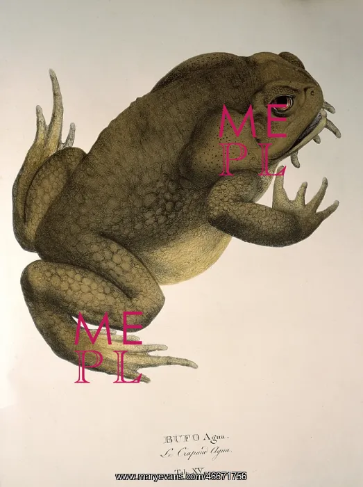 : bufo marinus : bufo marinus