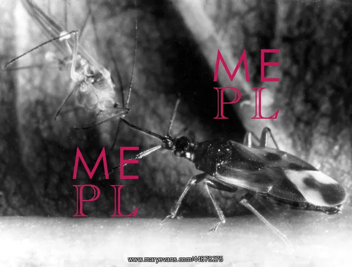 : BUG EATS GREENFLY : BUG EATS GREENFLY