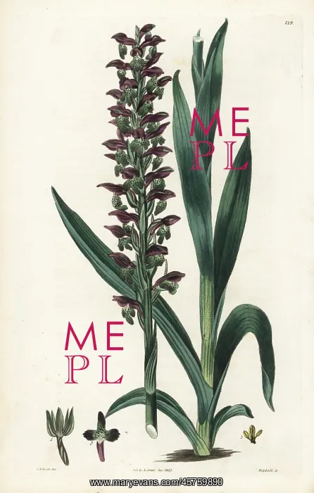 : Bug orchid, Anacamptis coriophora : Bug orchid, Anacamptis coriophora