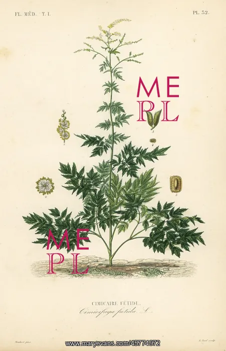: Bugbane or cohosh, Actaea cimicifuga : Bugbane or cohosh, Actaea cimicifuga