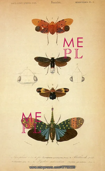 : Bugs : Bugs