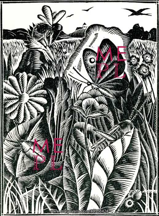 : Bugs, butterflies and birds : Bugs, butterflies and birds
