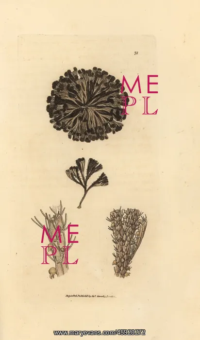 : Bugulina avicularia : Bugulina avicularia