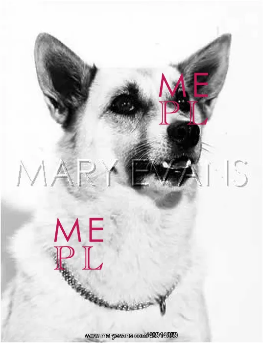  : BUHUND