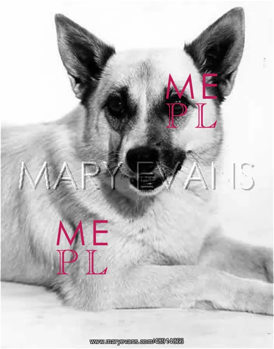  : BUHUND
