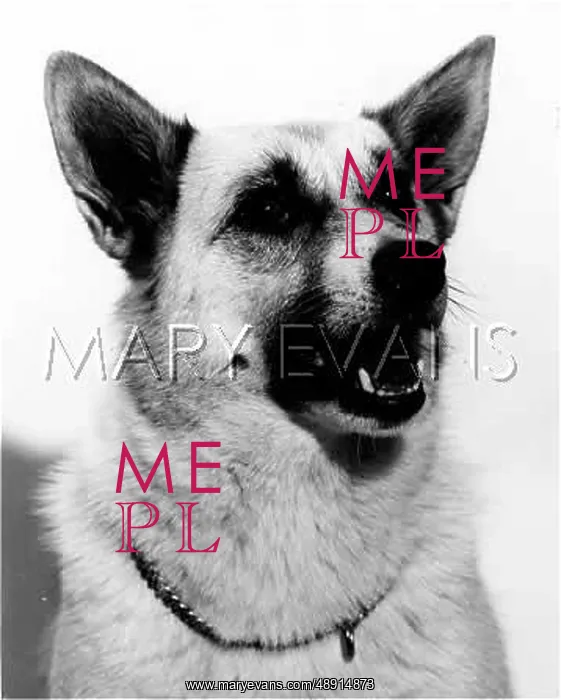  : BUHUND