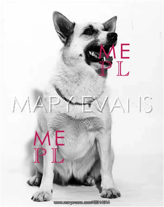  : BUHUND