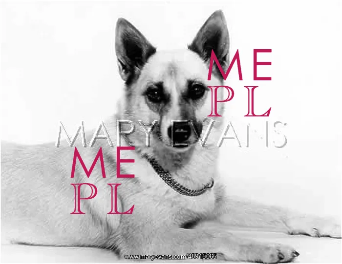  : BUHUND