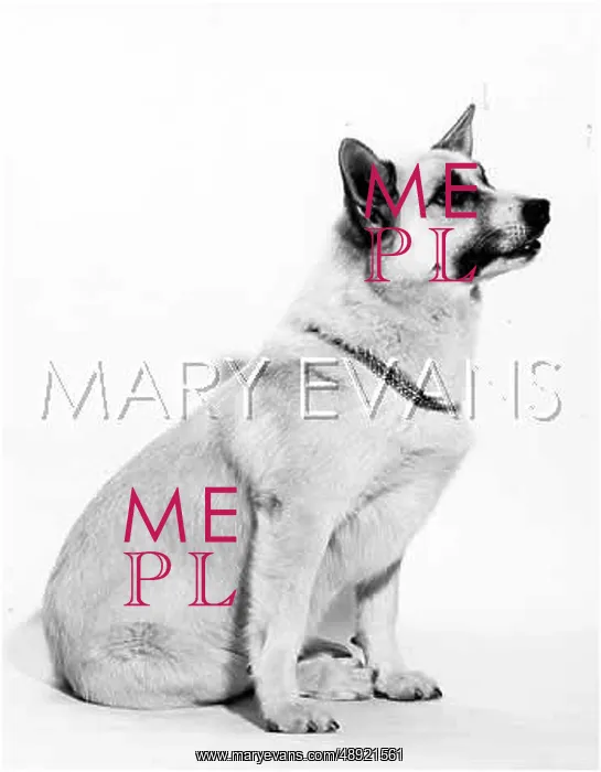  : BUHUND