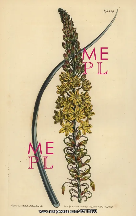 : Bulbine asphodeloides : Bulbine asphodeloides