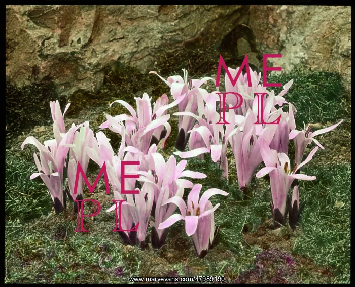 : Bulbocodium Vernum (Spring Meadow Saffron) : Bulbocodium Vernum (Spring Meadow Saffron)