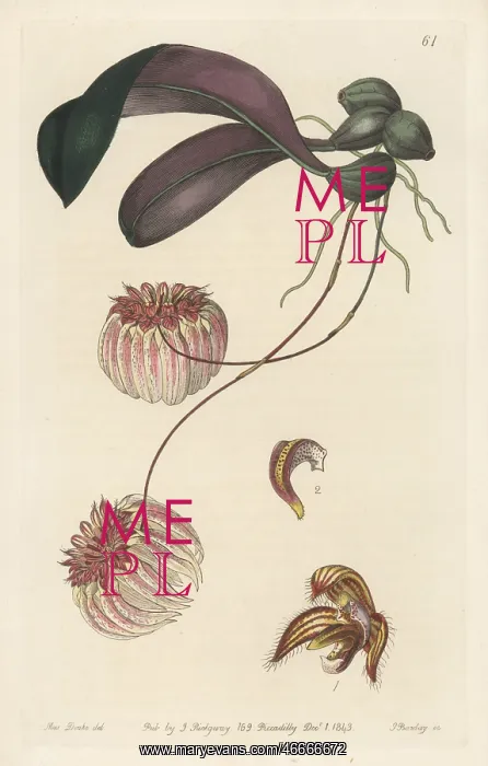 : Bulbophyllum auratum orchid : Bulbophyllum auratum orchid