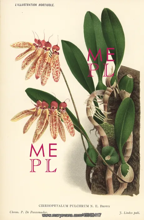 : Bulbophyllum longiflorum orchid : Bulbophyllum longiflorum orchid