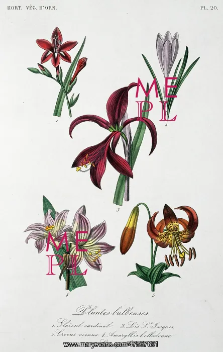 : Bulbous plants : Bulbous plants