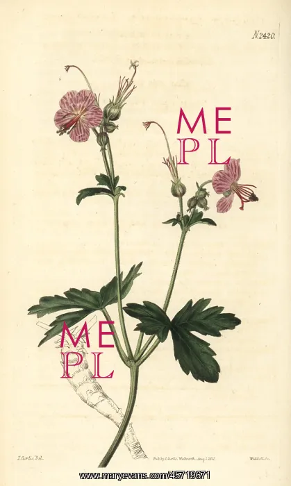 : Bulgarian geranium, Geranium macrorrhizum : Bulgarian geranium, Geranium macrorrhizum