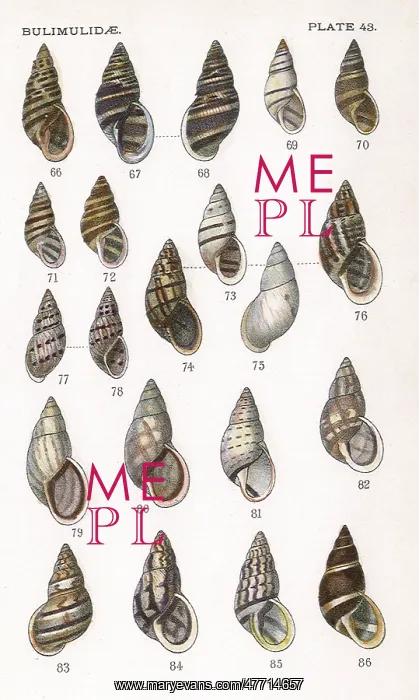  : Bulimidae
