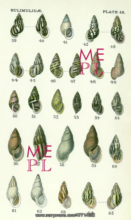: Bulimidae Mollusks : Bulimidae Mollusks