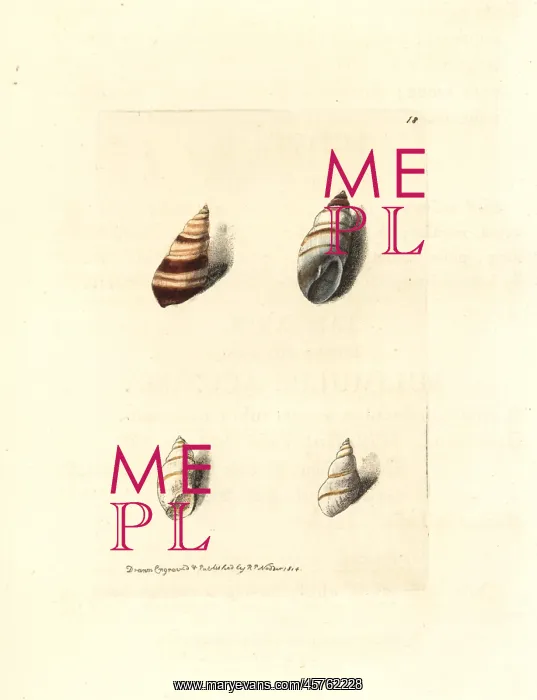 : Bulimulus snails : Bulimulus snails