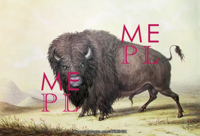 : Bull Buffalo, George Catlin, 1846 : Bull Buffalo, George Catlin, 1846