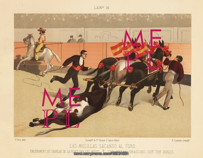 : The bull carcass is dragged out of the bullring : The bull carcass is dragged out of the bullring