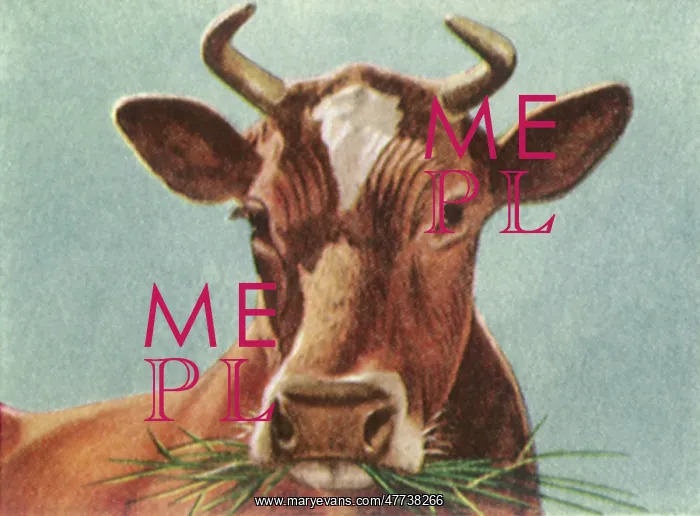  : Bull chewing Grass