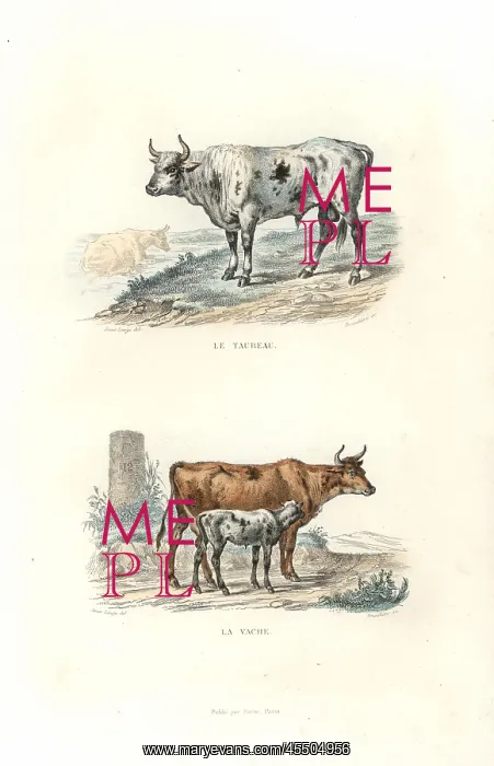 : Bull, cow and calf : Bull, cow and calf