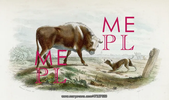  : BULL WITH DOG