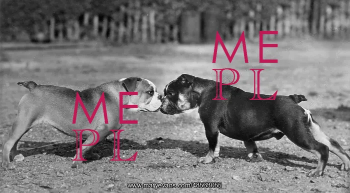 : TWO BULL DOGS / 1944 : TWO BULL DOGS / 1944