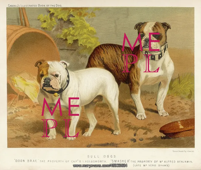 : TWO BULL DOGS C1890 : TWO BULL DOGS C1890