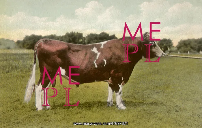 : Bull Facing Right