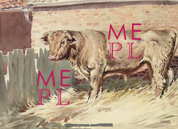 : A Bull in a farmyard pen : A Bull in a farmyard pen