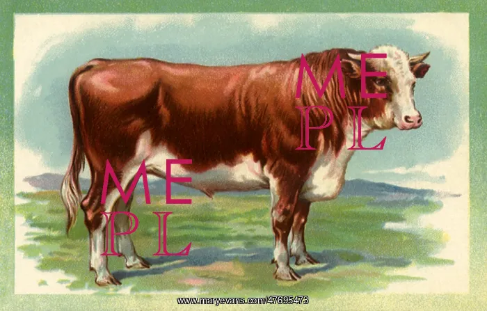  : Bull in Field