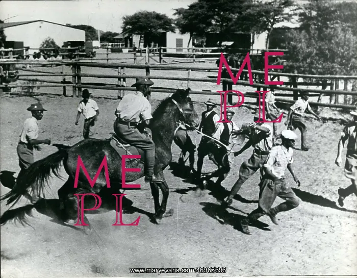 : Bull Fighting - Rodeo : Bull Fighting - Rodeo
